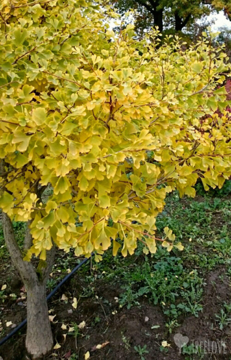 Ginkgo als Schirmform