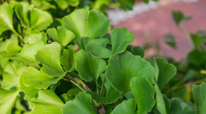 Ginkgolaub
