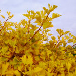 gingko_biloba_herbst3wz