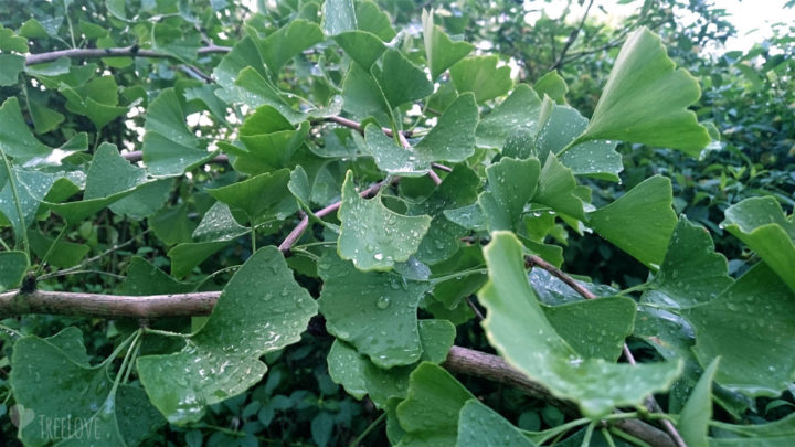 ginkgo-nasse-blätter