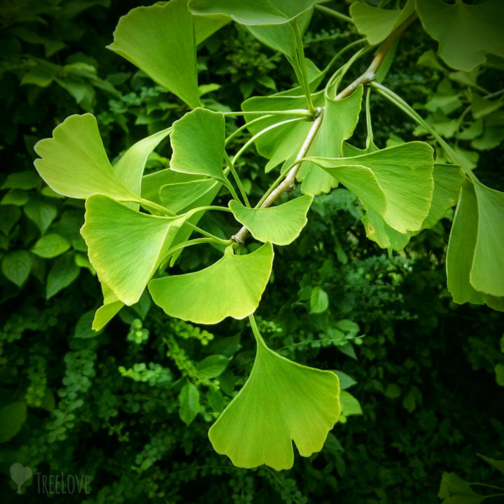 Ginkgozweig