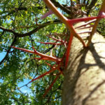 Gleditsia triacanthos - Lederhülsenbaum