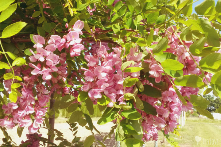 Robinia pseudoacacia-rosa