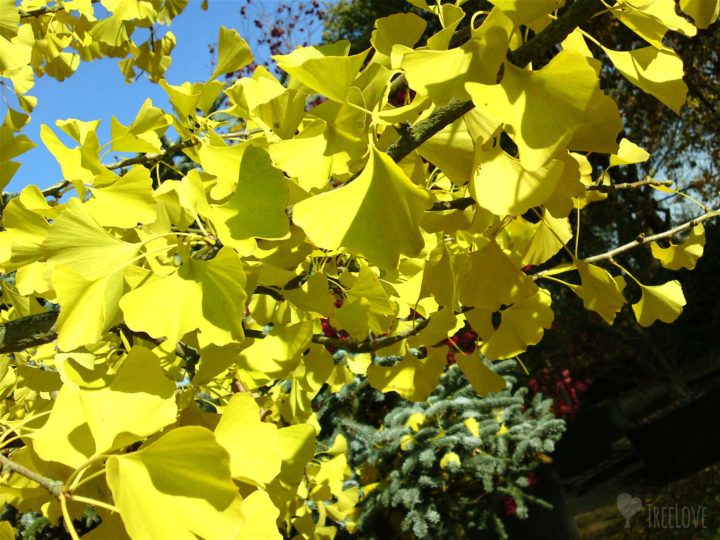 Gingko biloba im Herbst