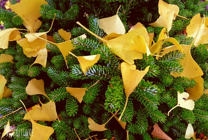 Ginkgolaub auf Abies koreana