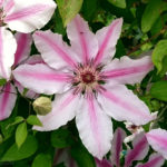 Clematis 'Nelly Moser'