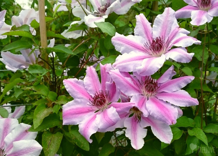 Clematisblüten 'Nelly Moser'