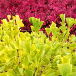 Ginkgo in Herbstgelb vor Flügel-Spindelstrauch