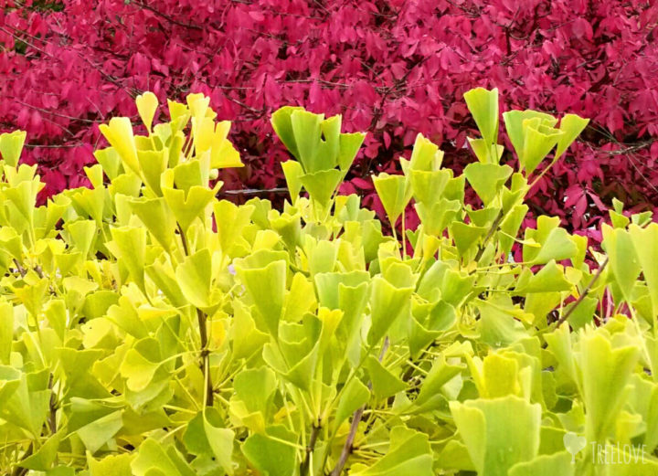 Ginkgo in Herbstgelb vor Flügel-Spindelstrauch