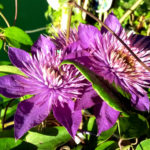 Clematis