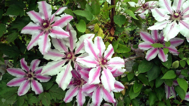 Clematis 'Nelly Moser'