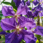 Clematis 'Jackmanii'