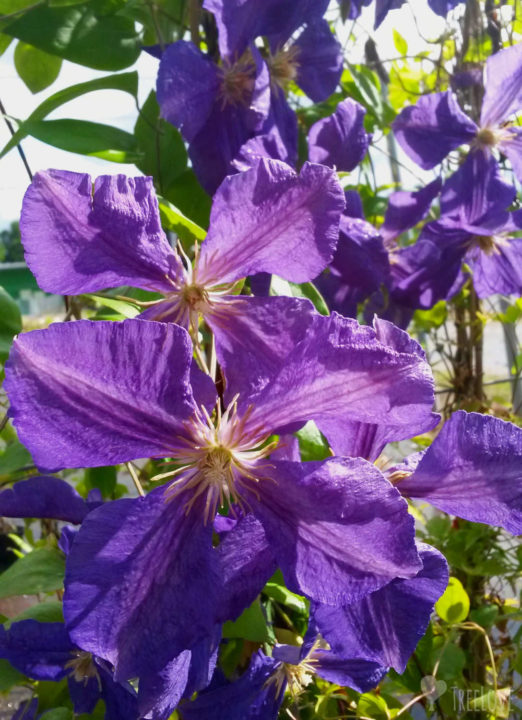 Clematis 'Jackmanii'
