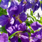 Clematis 'Jackmanii'