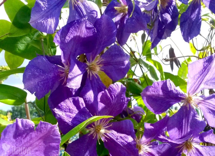 Clematis 'Jackmanii'