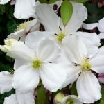 Clematis montana 'Alba'