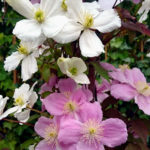 Clematis montana 'Alba' und 'Rubens'