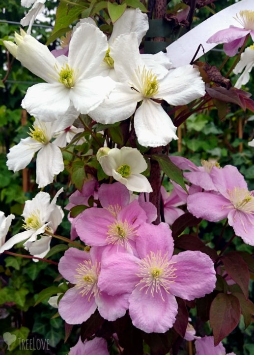 Clematis montana 'Alba' und 'Rubens'