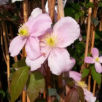 Clematis montana 'Rubens'