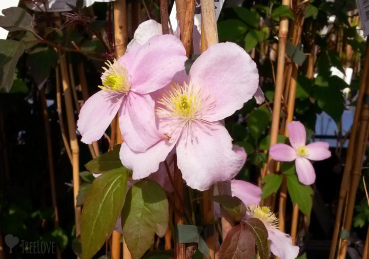 Clematis montana 'Rubens'