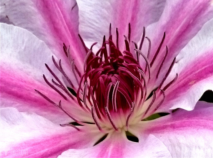 Clematisblüte 'Nelly Moser'