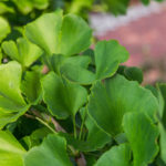 Gingko - Blaetter