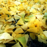 Gingko biloba Herbstlaub