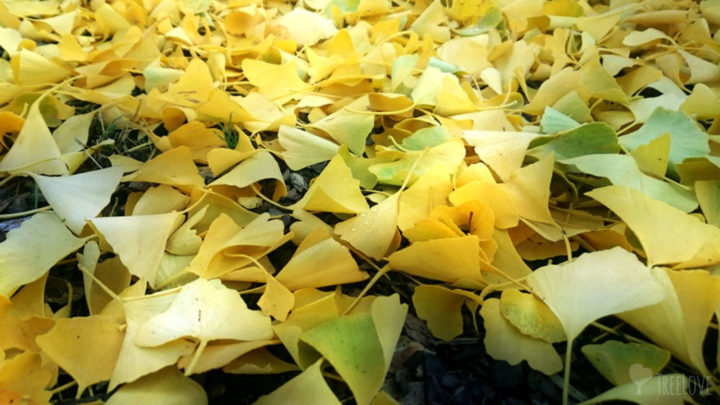 Gingko biloba Herbstlaub