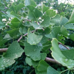 Ginkgolaub nach einem Regenschauer