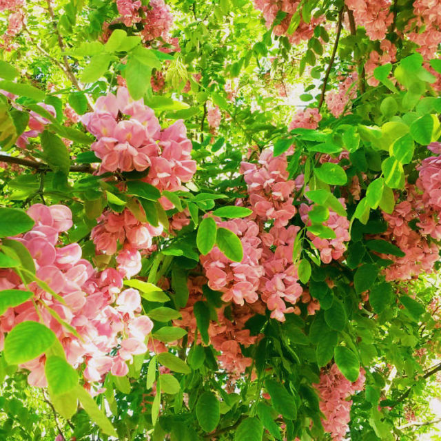 Scheinakazie Bilder (Robinia pseudoacacia)