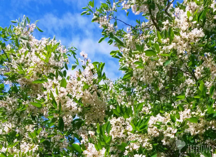 robinia-pseudoacacia