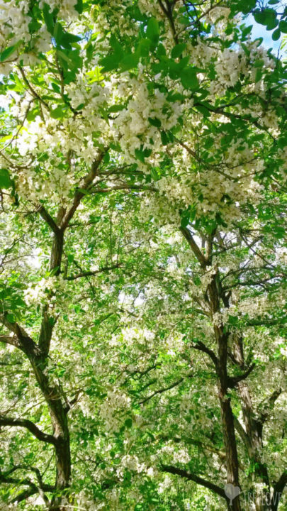 robinia-pseudoacacia