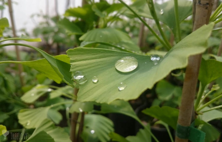 ginkgo wassertropfen_wz