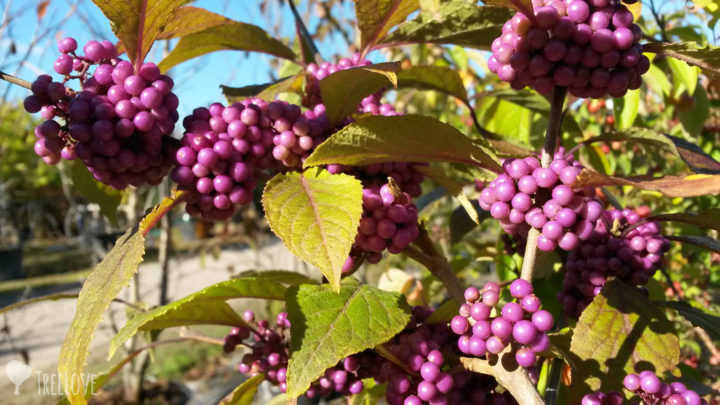 Callicarpa bodinieri (ugs: Liebesperlenstrauch)